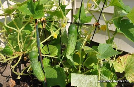 Cucumber are hangiging in kitchen garden